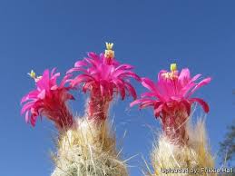 Image result for Moraea carsonii