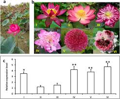 Lotus different types of flowers images. Genome Wide Identification Of Mads Box Gene Family In Sacred Lotus Nelumbo Nucifera Identifies A Sepallata Homolog Gene Involved In Floral Development Bmc Plant Biology Full Text