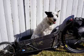 Converts to a carrier with an adjustable shoulder strap. Dogpacking Guide To Bikepacking With Your Dog Bikepacking Com
