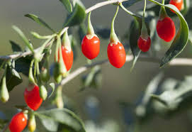 Baie De Goji Culture Entretien Et Bienfaits