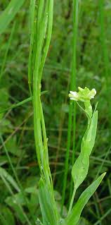 Image result for Turritis glabra