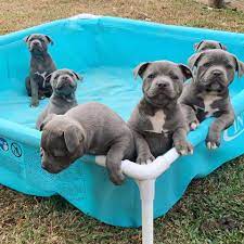 Stunning blue staffy puppies for sale | wigan, greater. Staffy Pups For Sale Near Me Home Facebook