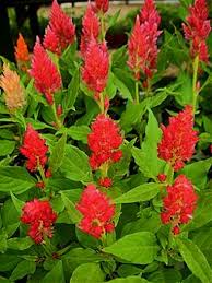 Celosia Prince Of Wales Feathers Celosia Plumosa