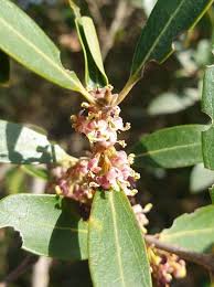 Image result for Fuerstia angustifolia