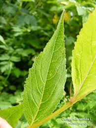 Image result for Platostoma coeruleum