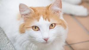 The van cat house is making sure young kittens learn how to swim. Turkish Van Price Personality Lifespan