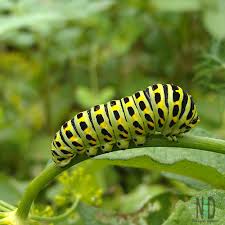 Black swallowtail eggs are tiny yellow or golden orbs. Black Swallowtail Butterfly Nikki Lynn Design