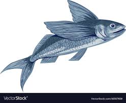 Flying over the the australasian flying fish, cheilopogon pinnatibarbatus. Download Pdf Flying Fish
