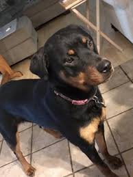 We are considered a small rottweiler hobby breeder based in snellville,georgia. Rottweiler Puppy For Sale In Canton Ga Adn 28912 On Puppyfinder Com Gender Female Age 9 Months O Rottweiler Puppies For Sale Rottweiler Puppies Rottweiler