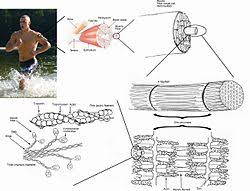 Not being able to get out of the way or step aside. Skeletal Muscle Wikipedia