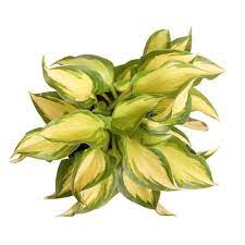 Walmart packaged hostas are showing signs of hvx too. 1 Quart In Pot Hosta In The Perennials Department At Lowes Com