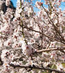 Maybe you would like to learn more about one of these? Der Mandelbaum Ein Meisterwerk Der Natur Blog Gran Canaria