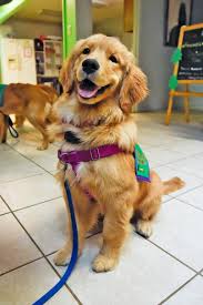 Golden touch of cream kennels is a small family owned kennel dedicated to producing only the best quality puppies. Bluff Park Family Helps Raise Future Service Dogs Hooversun Com