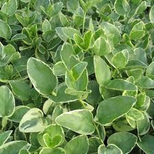 Image result for Vinca major