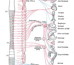 Draw its neat labelled diagram and write two functions. Central Nervous System Quotes Quotesgram