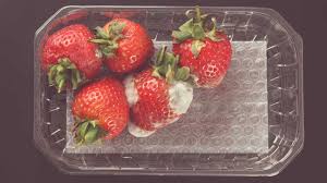 Make sure you hose down the yard afterwards to remove any pesticide residues and chemical toxins from the black mold kills not only humans but also pets. Is Moldy Food Dangerous Not Always