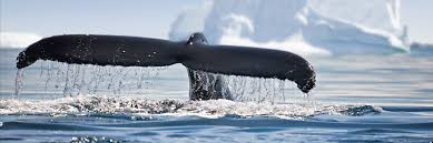 How i want to go, and how i plan to pay for my trip. Antarctica Holidays 2021 2022 Tailor Made From Audley Travel