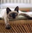 Tonkinese Kittens For Sale by Reputable Breeders ...