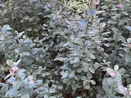 Image result for Podalyria