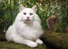 10 Best Large Cat Breeds - Top Big Cat List and Pictures