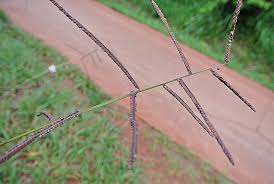 Image result for Paspalum plicatulum