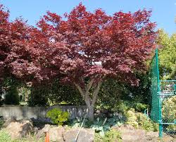 I am just trying to figure out how to trim this japanese maple tree. Pruning Japanese Maples Seattle S Favorite Garden Store Since 1924 Swansons Nursery