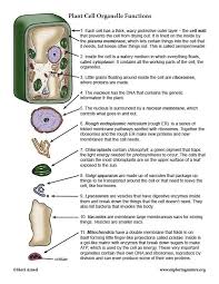 Plant Cell Organelles Functions Organelles Functions Plant Cell Plant Cell Organelles