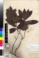 Image result for Landolphia buchananii