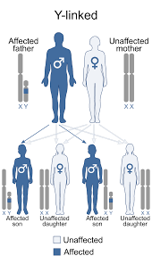 Well, many studies have shown that a crucial baldness gene is found on the x chromosome. Y Linkage Wikipedia