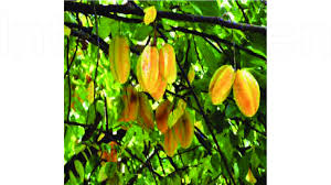 Image result for Averrhoa carambola