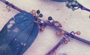 Image result for Trema sp A