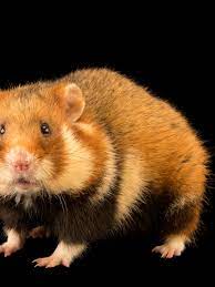 World's rarest wild hamster is now critically endangered