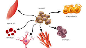 Check spelling or type a new query. What Is Stem Cell Regional Stem Cell Network