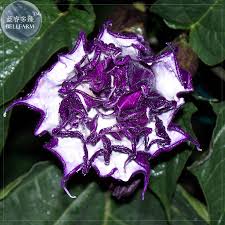 Check spelling or type a new query. Purple Moon Flower Seeds Awesome Plant 2019 Seeds Purple Angel Trumpet Annual Biennial Seeds Home Garden