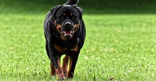 Pin On Dogs