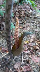 Image result for Anchomanes