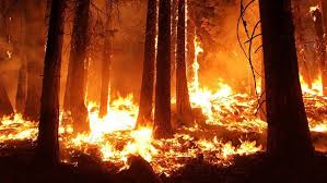 En algérie, les feux de forêt qui ravagent, depuis lundi, plusieurs régions de la kabylie, ont fait 65 morts, selon un nouveau bilan publié mercredi par les autorités algériennes. Des Forets En Feu En Algerie Ce Samedi 7 Novembre Abidjanpeople Net