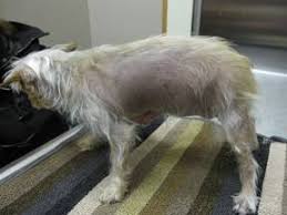 Dogs with cushing's disease also have an increased risk of diabetes and bladder infections. Cushing S Disease In Dogs Hyperadrenocorticism What Is It Veterinary Partner Vin