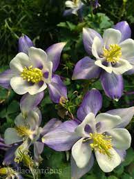 Wallace Gardens Plants That Like Shade Shade Garden Shade Plants