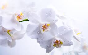 Download Beautiful Orchid Wallpaper 209 2560x1600 Px High Resolution Wallpaper Orchid Wallpaper Beautiful Orchids White Orchids