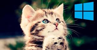 Tenemos los mejores paisajes del mundo para fondo de pantalla encontrarás interesante explorar entre nuestra vasta galería de diseños. 43 Fondo De Pantalla Animales Bebes