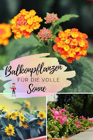 Pflanzen Fur Die Pralle Sonne Geeignete Balkon Und Kubelpflanzen Pflanzen Fur Pralle Sonne Pflanzen Balkon Pflanzen