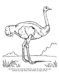 Birds That Cannot Fly Images Ostrich Is Cannot Fly Bird Coloring Page Color Luna In 2020 Bird Coloring Pages Coloring Pages Ostrich