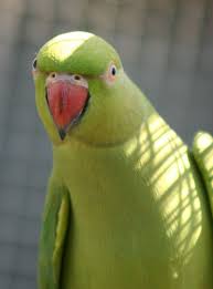 * this map is intended as a guide. A Female Rose Ringed Parakeet Looking Ring Necked Parakeet Parakeet Green Parrot Bird
