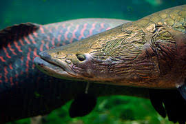 There will be terrifying new monsters, exciting new investigations and fascinating new science. River Monsters Wikipedia