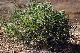 45,345 likes · 43 talking about this. Arctostaphylos Baby Bear Manzanita Bush Manzanita By The Baby Bear