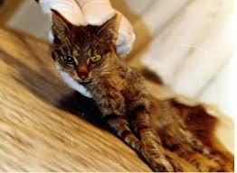 Image result for Rabies