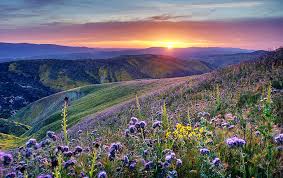 Check spelling or type a new query. Hd Wallpaper Purple Flower Field During Sunrise California California California Desert Wallpaper Flare