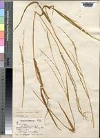 Image result for Acroceras