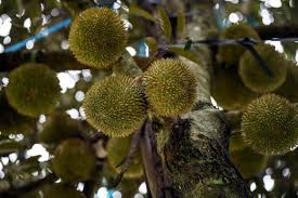 Visitors to kampung sempeneh in batu kurau's durian party left behind rubbish after savouring the king of fruits. Durian Paduka Pernah Diiktiraf Durian Terbaik Perak Pada Tahun 1985 Libur